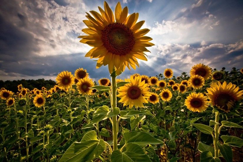 Unusual Sunflower Screensavers Free