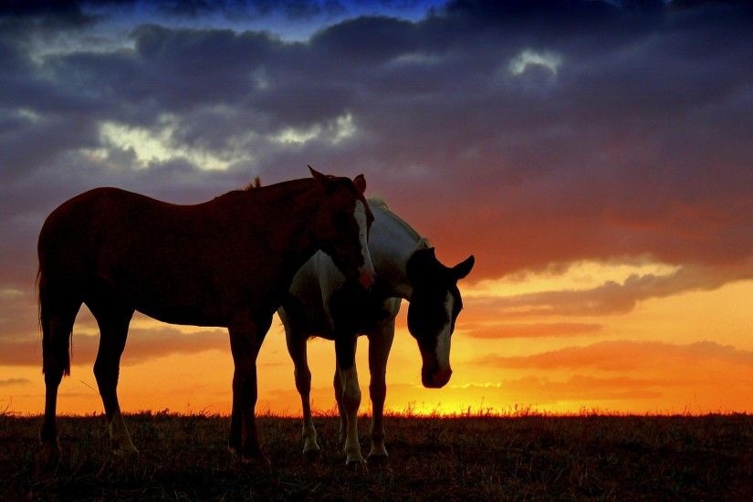Horse Sunset Wallpaper Desktop