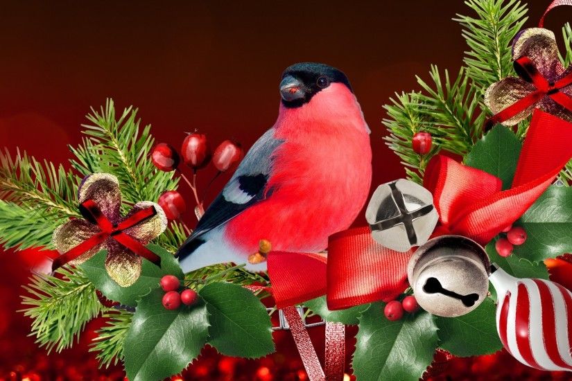 Spruce Bells Berries Holly Cones Bird Christmas Nature Fir Celebration  Silvler Navidad Feliz Jingle Tree Hd