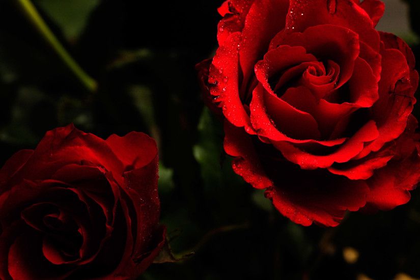 beautiful red rose wallpaper. Â«Â«