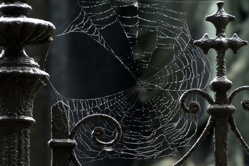 ... Photography Spider Web wallpapers (Desktop, Phone, Tablet .