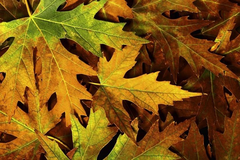 amazing leaves background 1920x1200 for phone