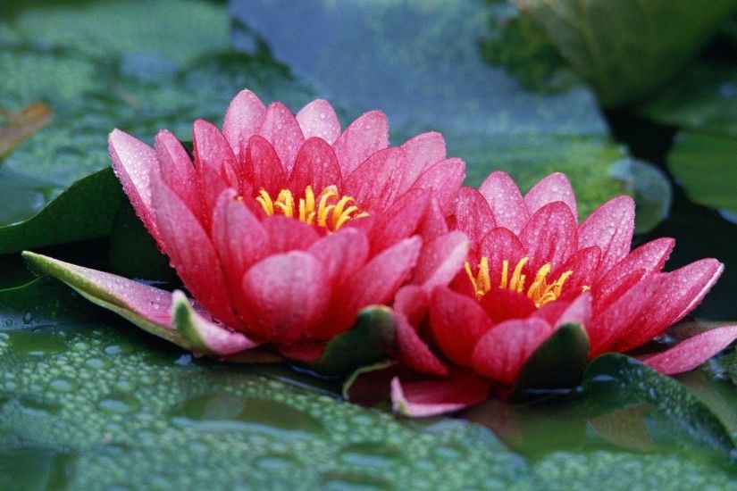 5. meaning-of-lotus-flower-wallpaper4-600x338