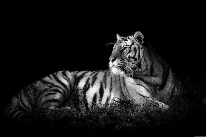 free white tiger background