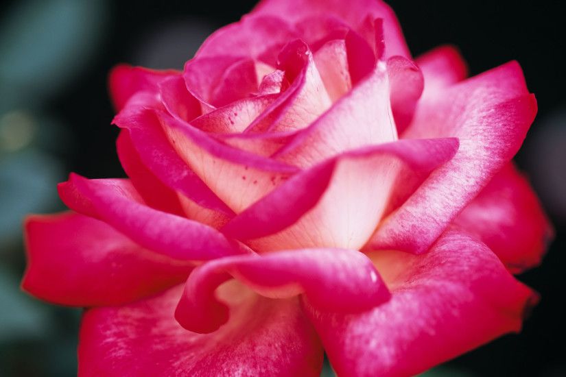 HD Wallpaper and background photos of Pretty Pink Roses Wallpaper for fans  of Pink (Color) images.