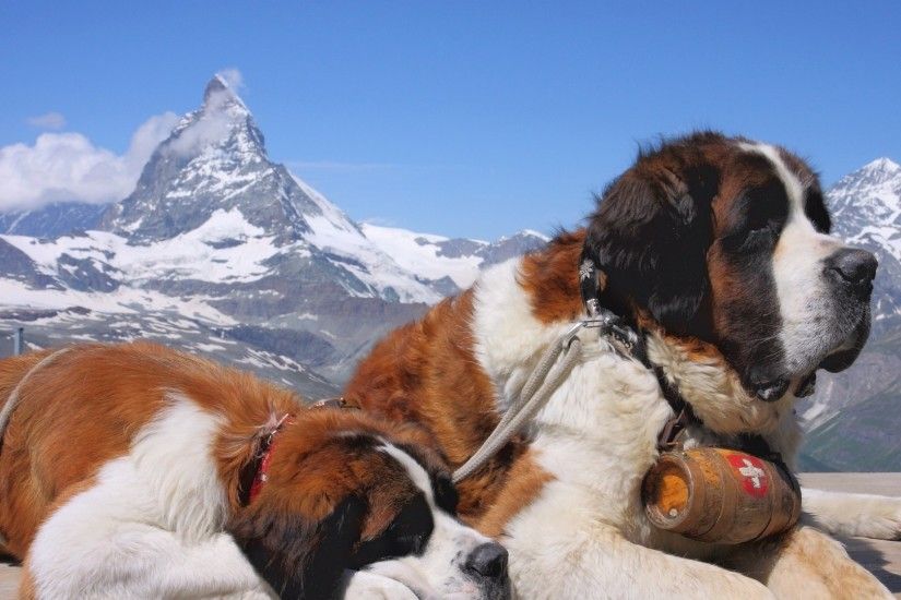 Get the latest dog, st bernard, couple news, pictures and videos and learn  all about dog, st bernard, couple from wallpapers4u.org, your wallpaper  news ...