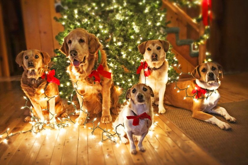 Christmas Dogs Desktop Wallpaper Free