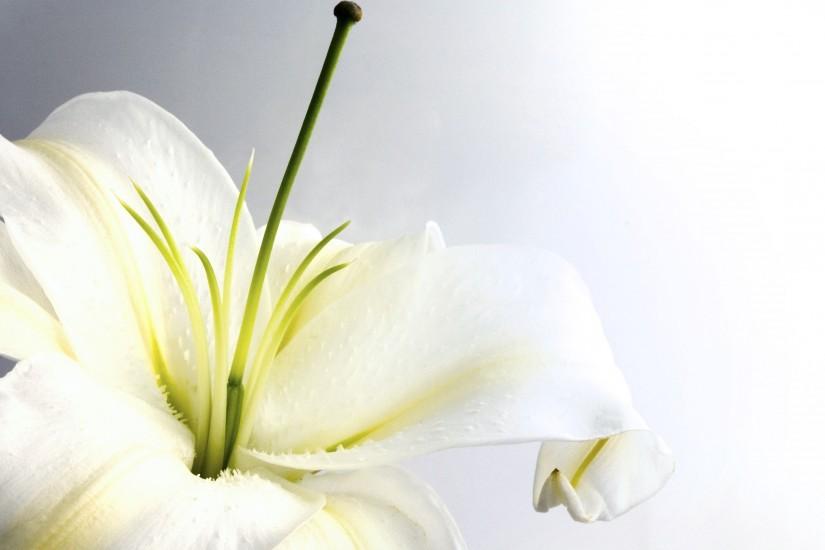 Nature Desktop Backgrounds Lily Flowers | daisy background white lily and  heart shape white lily closeup