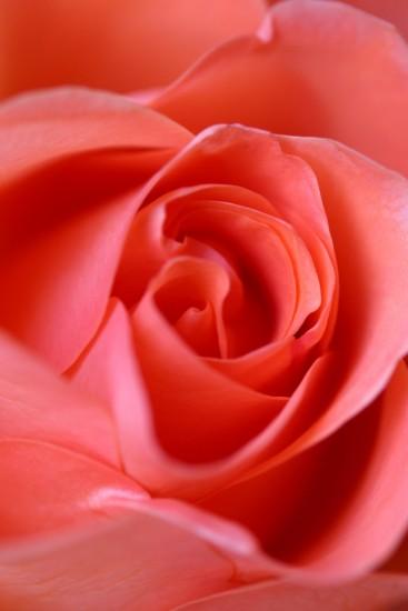widescreen rose background 1280x1920