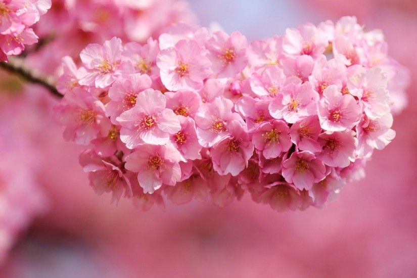 Pink Blossoms Flowers Spring Beautiful Flower Wallpaper Desktop Full Size