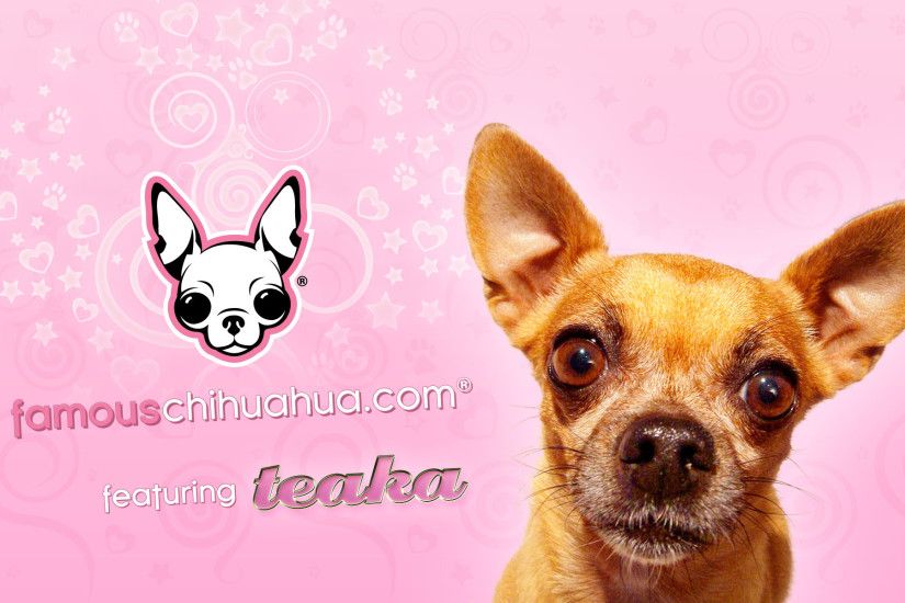 ... download famous chihuahua wallpaper (size:1920Ã1200 pixels)