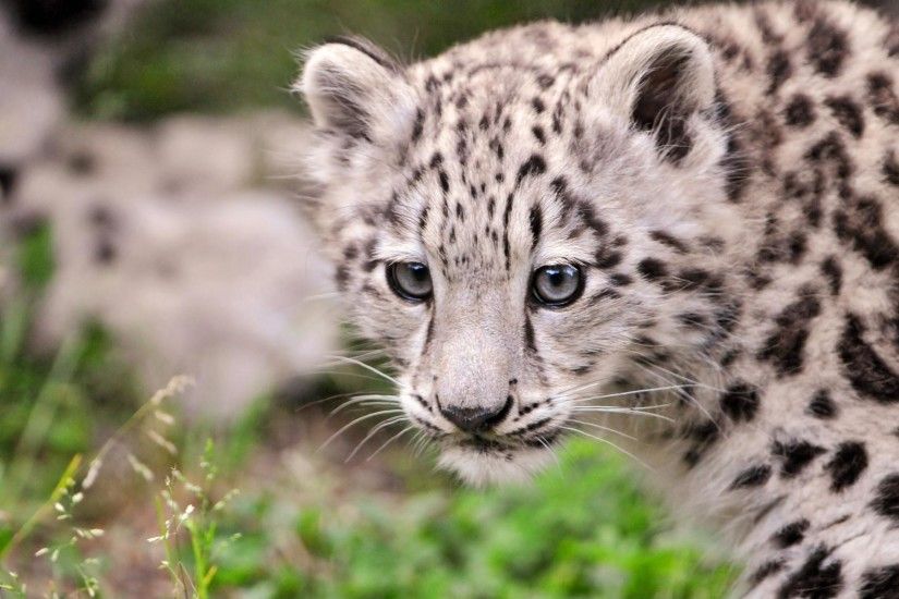 Awesome Snow Leopard Wallpaper 30584