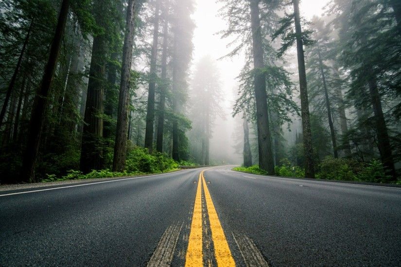 united states north america road highway counting forest redwoods tree fog  nature