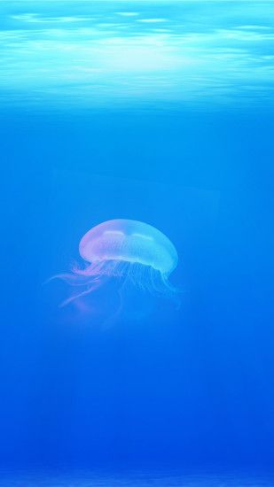 Chromatic Jellyfish Wallpaper
