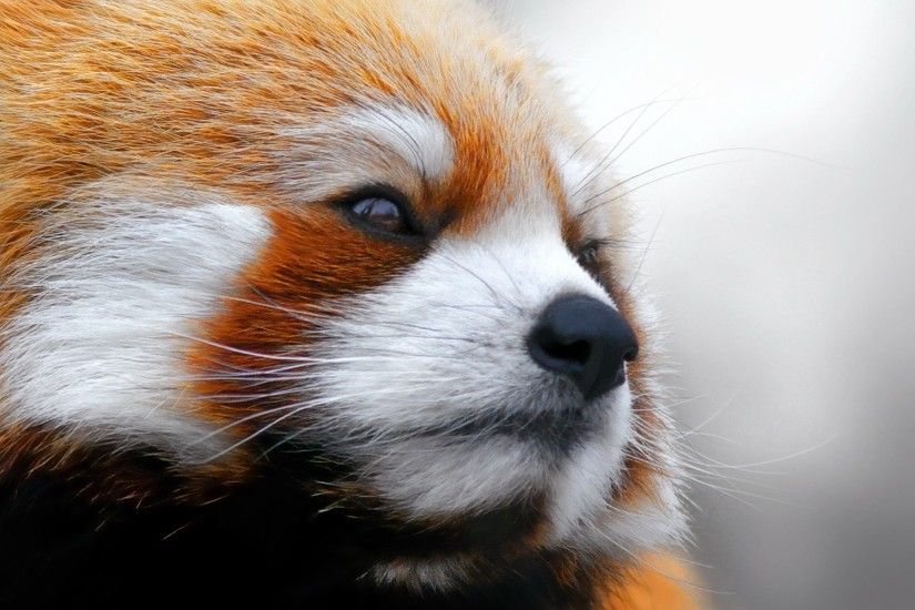 animals, Red Panda, Closeup, Face Wallpapers HD / Desktop and Mobile  Backgrounds