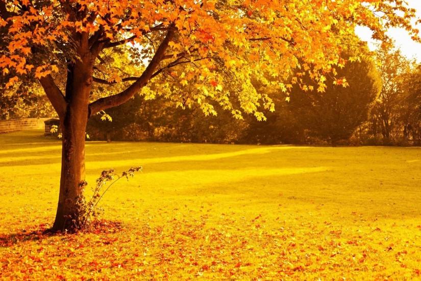 Autumn landscape with orange trees - Barbaras HD Wallpapers
