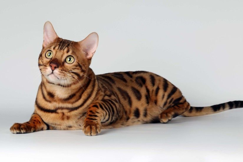 Exotic Spotted and Marbles Bengal Cats HD Photos .
