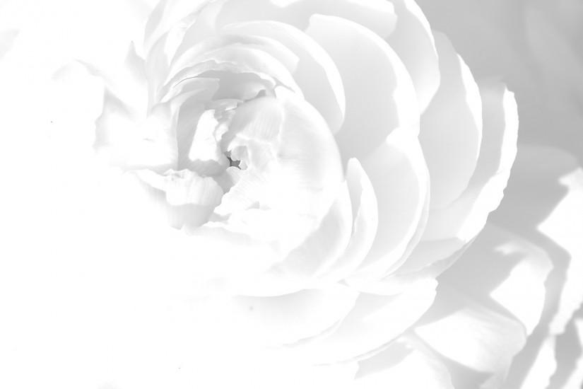 Flower Art White Background HD Wallpaper