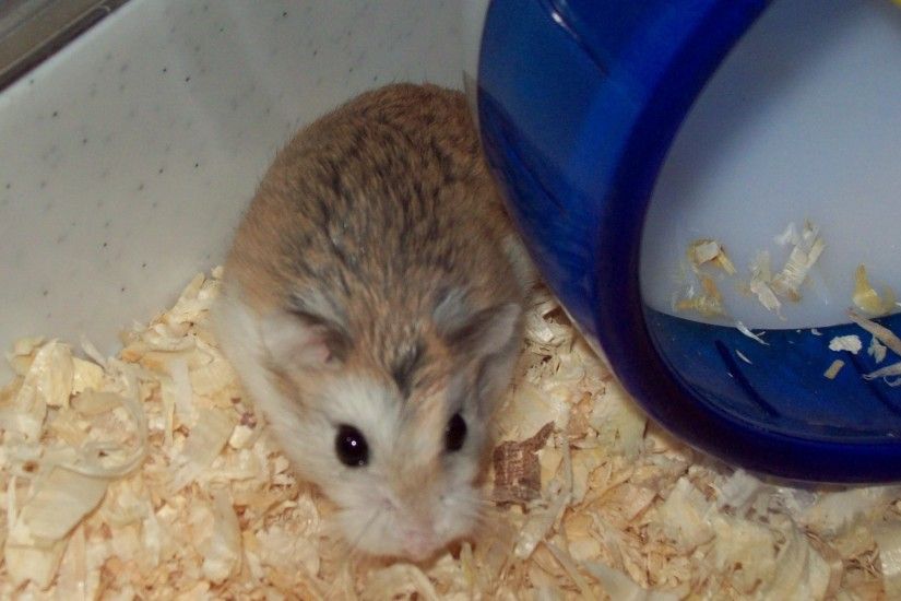 dwarf hamsters images Smudge HD wallpaper and background photos