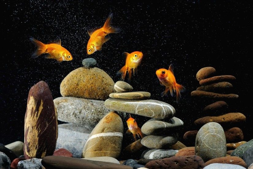 nice animals goldfish aquarium phone wallpaper