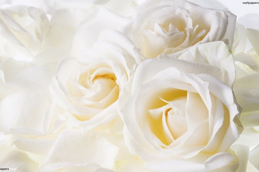 White Rose Wallpaper HD #zxu