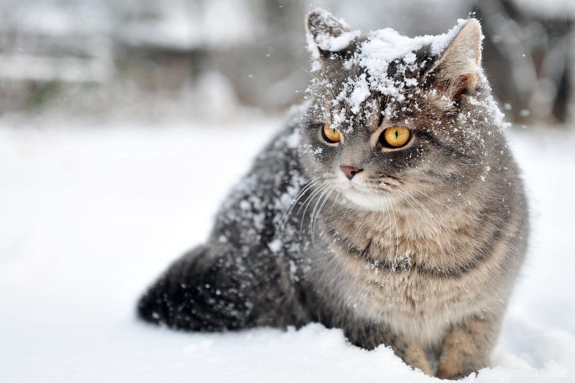 Charming Cat Winter Wallpaper