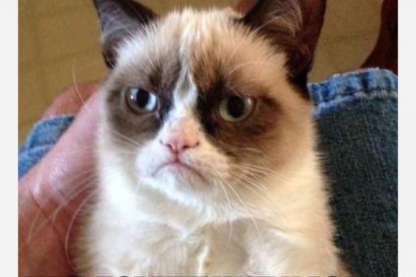 Grumpy Cat — the Internet-meme celebrity whose sour face accompanies snarky  comments—is ...