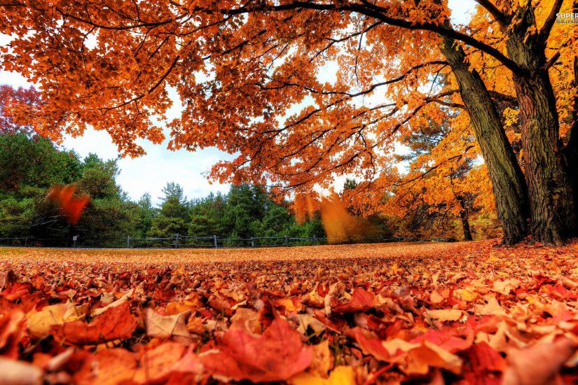 Fall Leaves Wallpaper Phone for Desktop - Uncalke.com