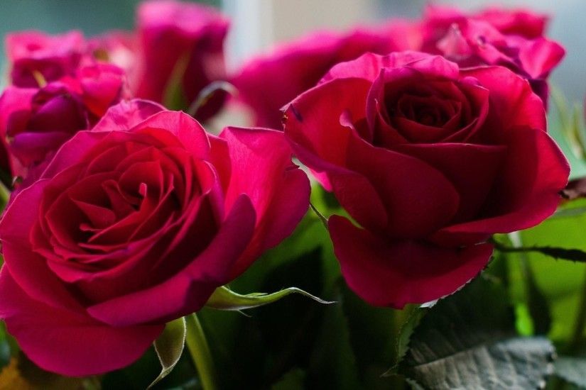 Picture of bouquet of roses from garden wallpaper
