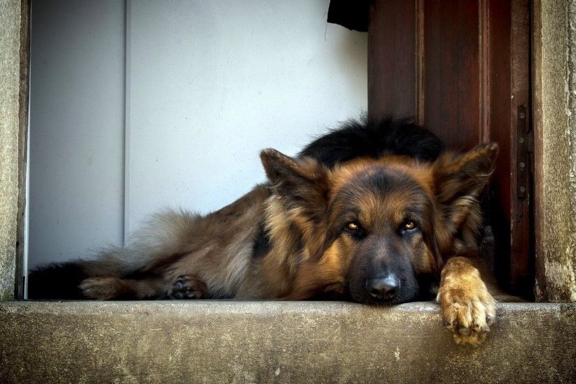 german shepherd, dog, lying