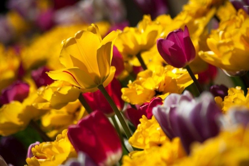 Pink and yellow tulips wallpaper