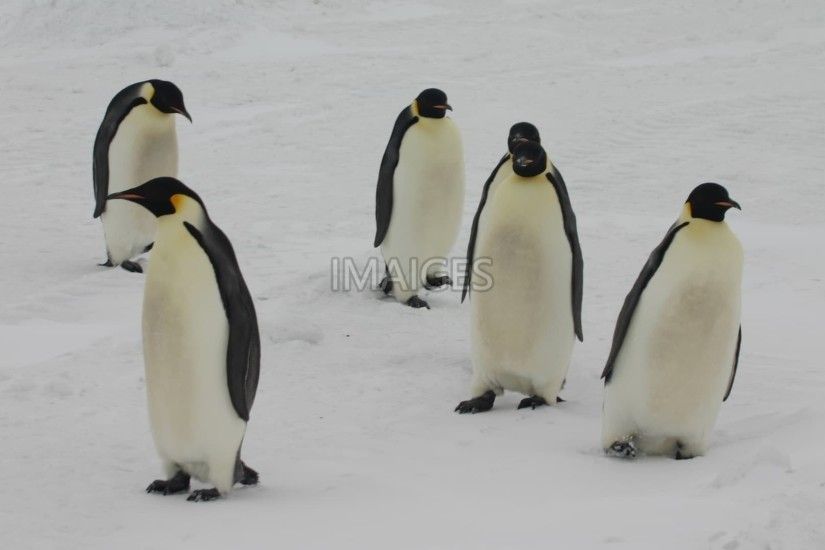 Emperor Penguins, Antarctica, Penguins