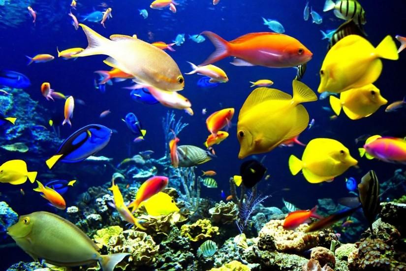 Fish Aquarium Wallpaper