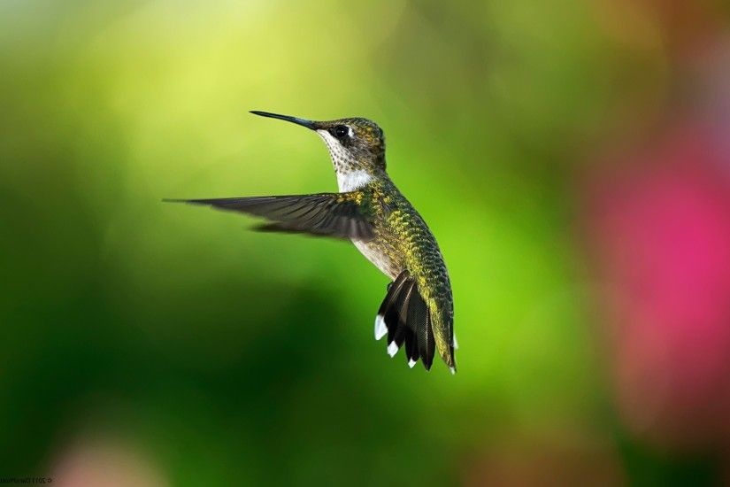animals, Birds, Hummingbirds Wallpapers HD / Desktop and .