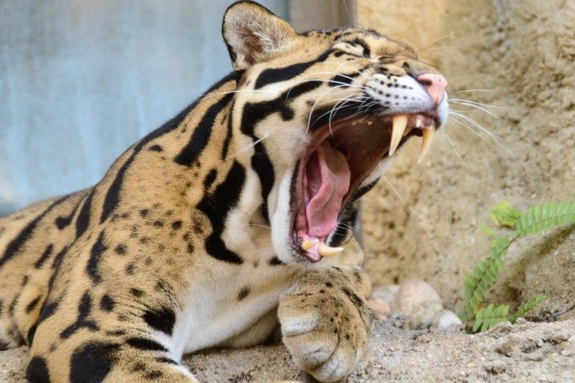 The Clouded Leopard from Zoo Miami in this new picture from portfolio of  Eric Kilby Â· Download the leopard wallpaper for your 4K, HD and wide  screens from ...