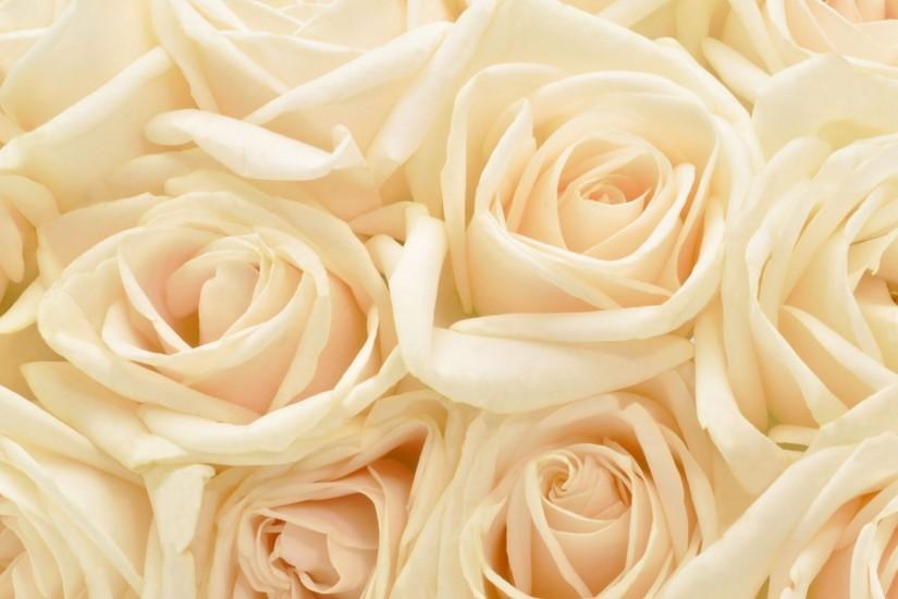 White Roses Tumblr Photography Background 1 HD Wallpapers .