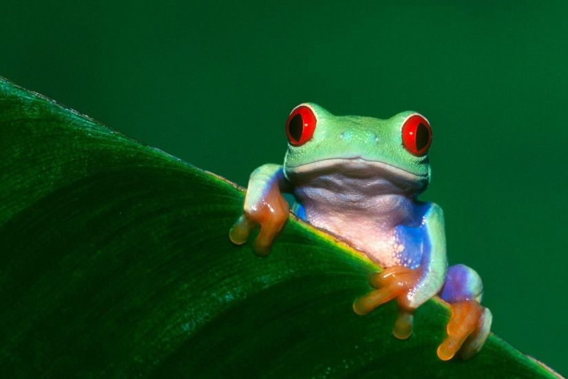 Cute tree frog wallpaper - pictures that will freak out ocd definition
