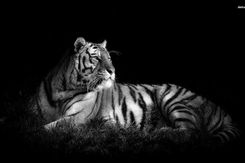 black and white tiger wallpaper