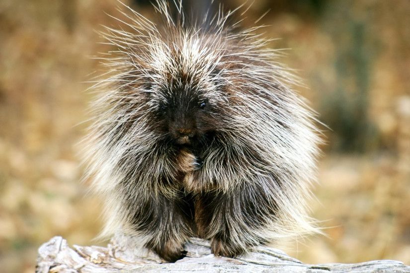 Bizarre Animals images Baby Porcupine HD wallpaper and background photos
