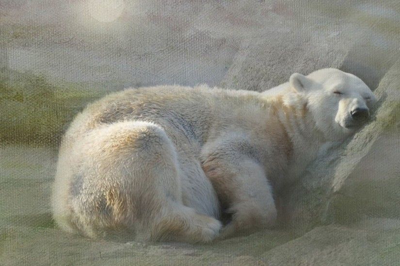 Polar Tag - Texture Rest Polar Bears White Sleep Snow Baby Bear Desktop  Wallpaper for HD