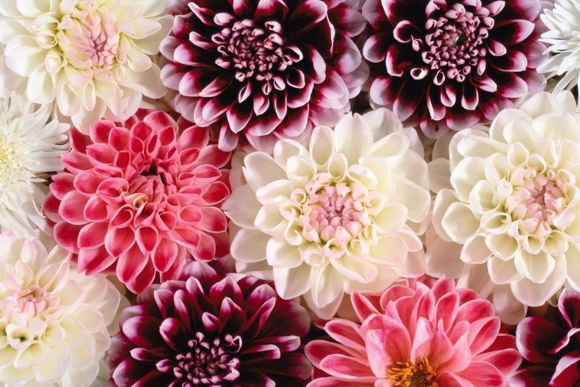 Pink And White Dahlia Background