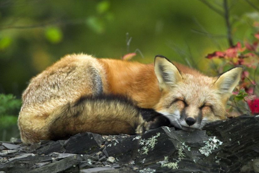 Sleeping Red Fox