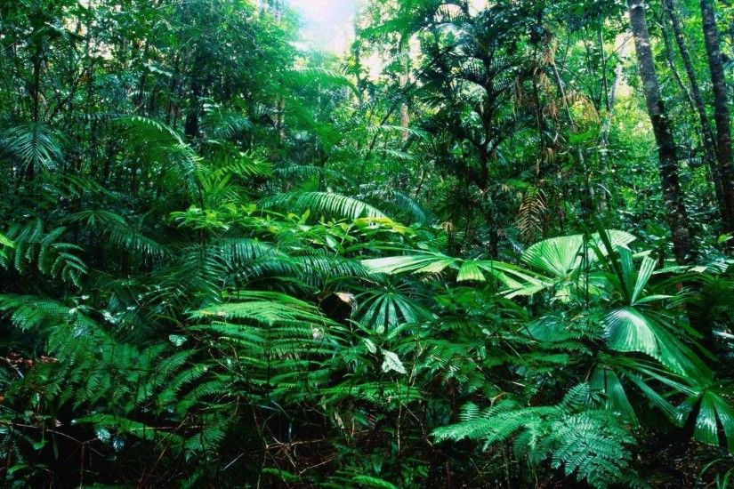 Tropical Rainforest wallpaper - 990284