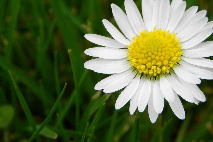 Flower Daisy White