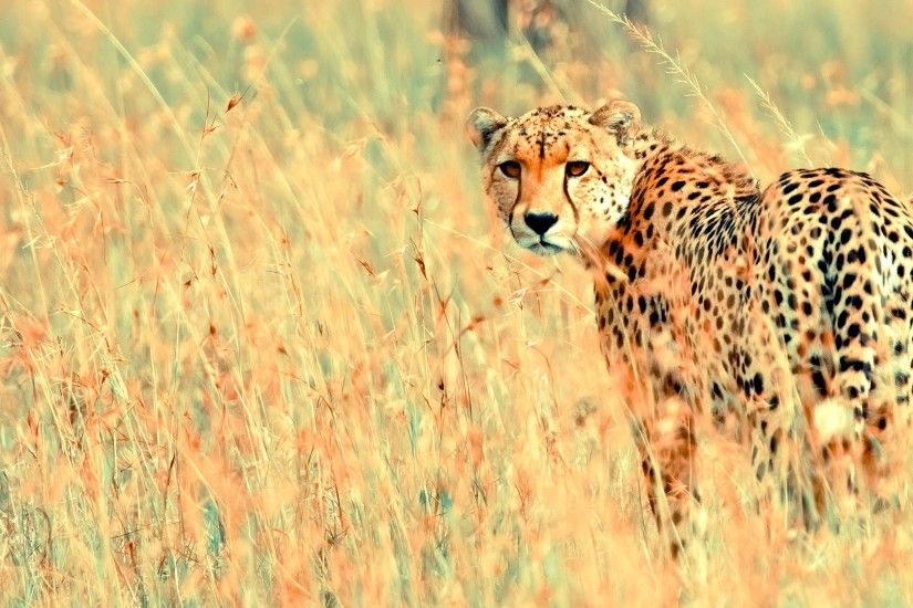 beautiful cheetah animal wallpaper | Desktop Backgrounds for Free HD  Wallpaper | wall--art