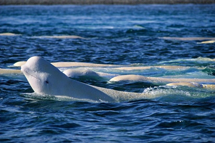 Beluga Whale 1080p wallpapers ...