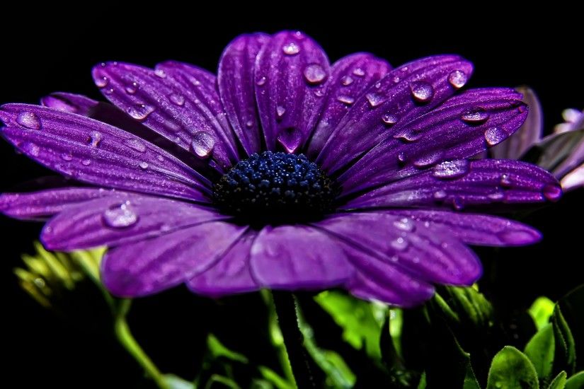 Purple Flowers 14034