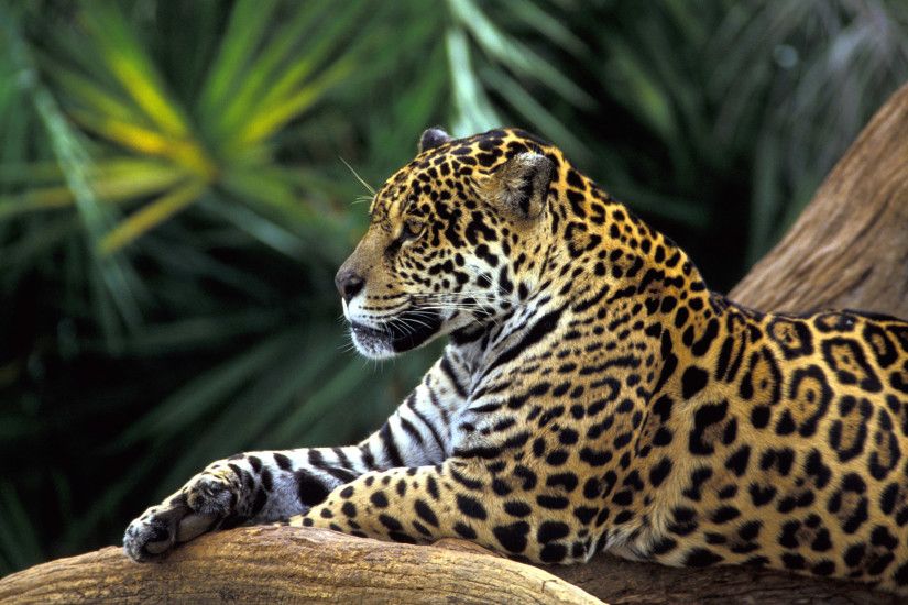Jaguar in Amazon Rainforest