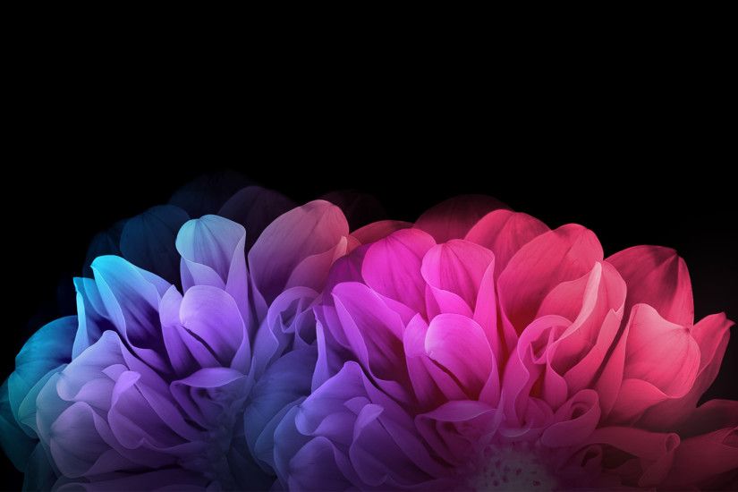 Colorful Flowers Dark Background