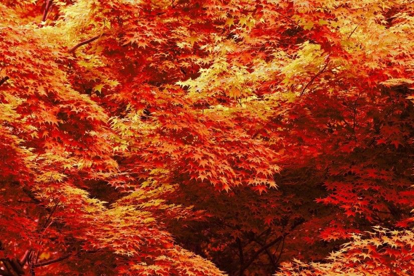 Maple Trees In Autumn 548811